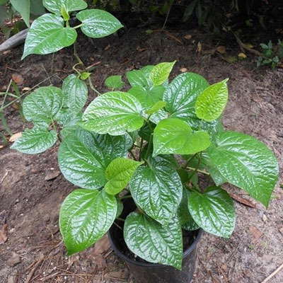 "Betel plant - Click here to View more details about this Product